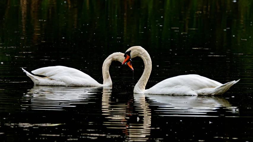 two swans in the water with their heads touching