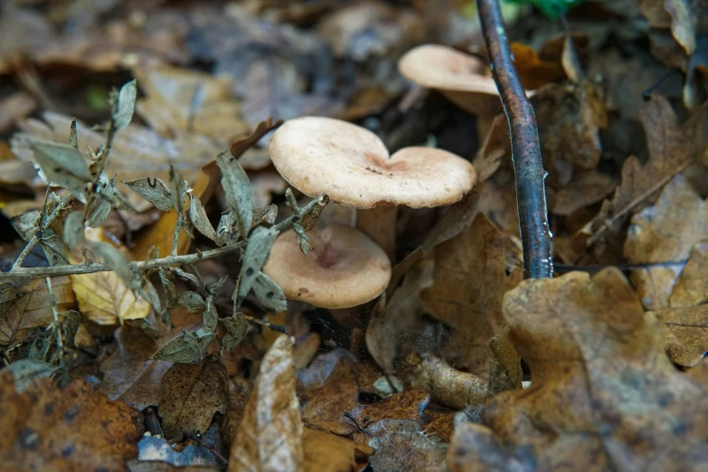three mushrooms sitting on the ground surrounded by autumn leaves