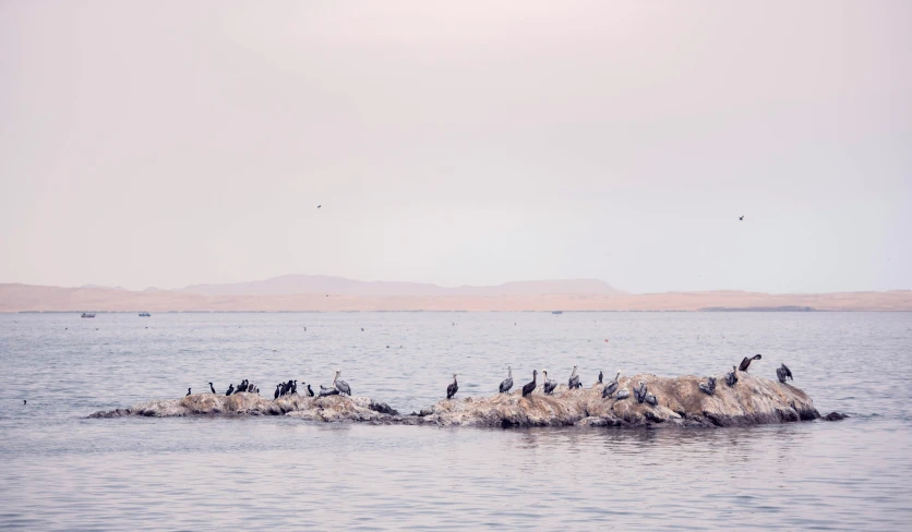 flock of birds standing on an island in the ocean