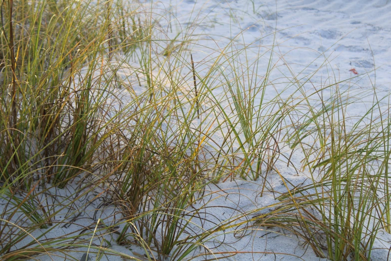 the sand and grass has some brown growth