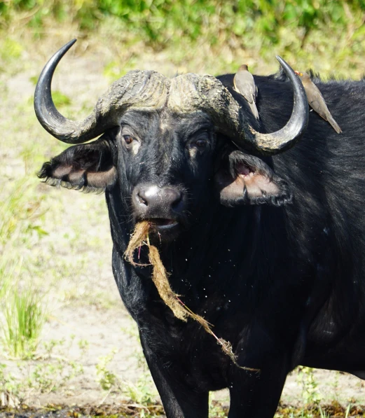 a black bull with horns eating grass outside