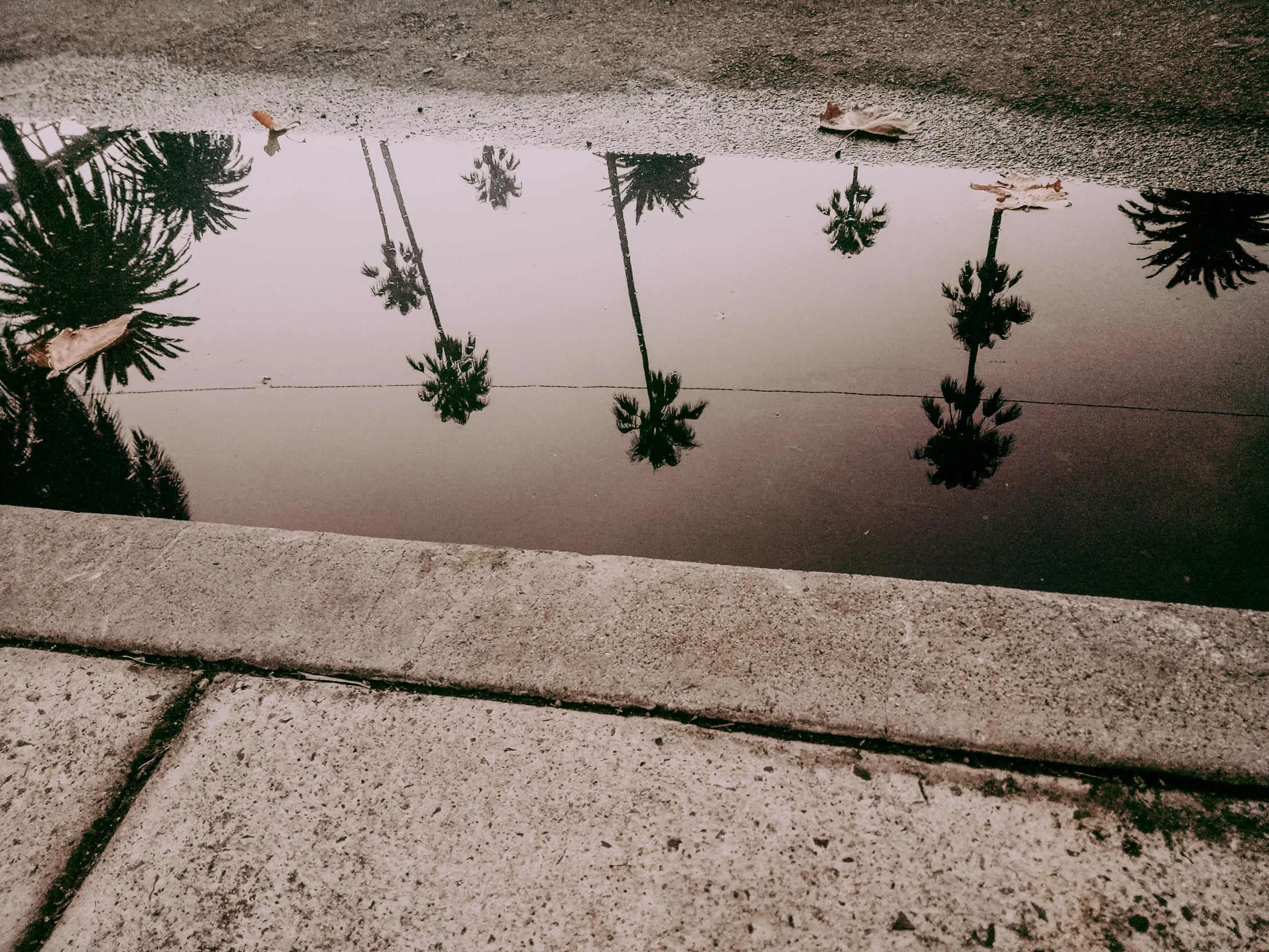 a small pond of water next to a sidewalk with palm trees