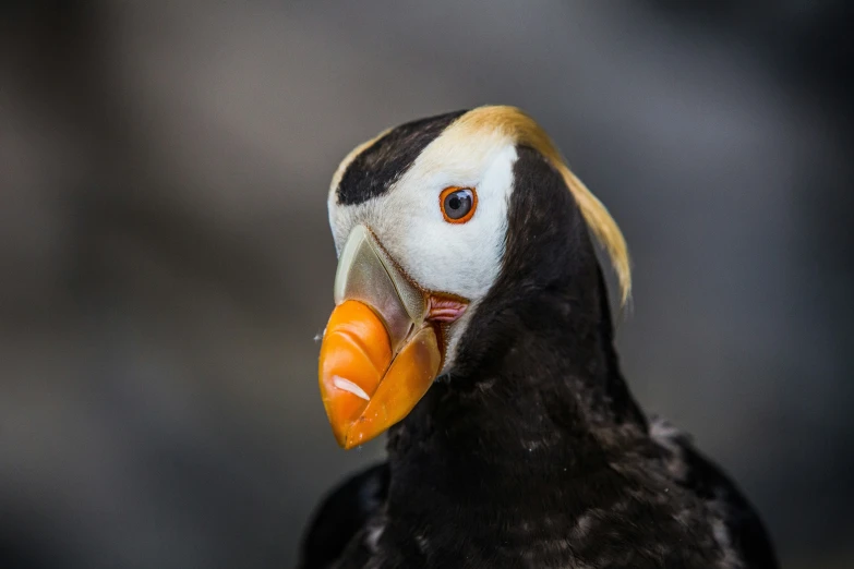 a black and white bird with an orange beak