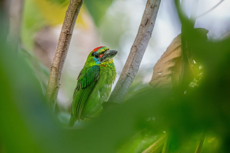 a small green bird sitting in a tree