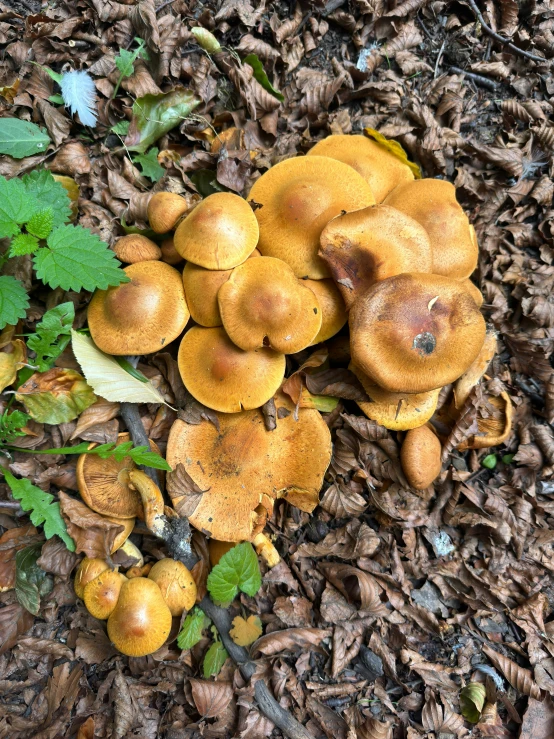 mushrooms in mulchs near some plants and leaves