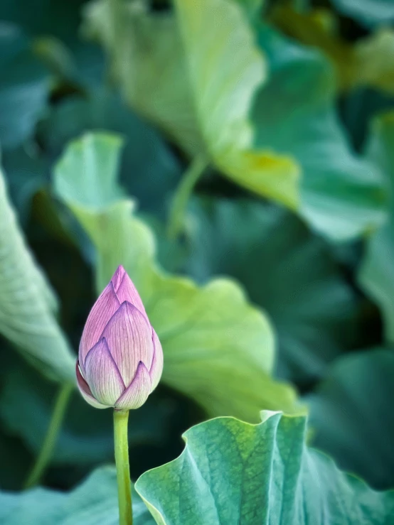 a very bright pink flower on the tip of a stem