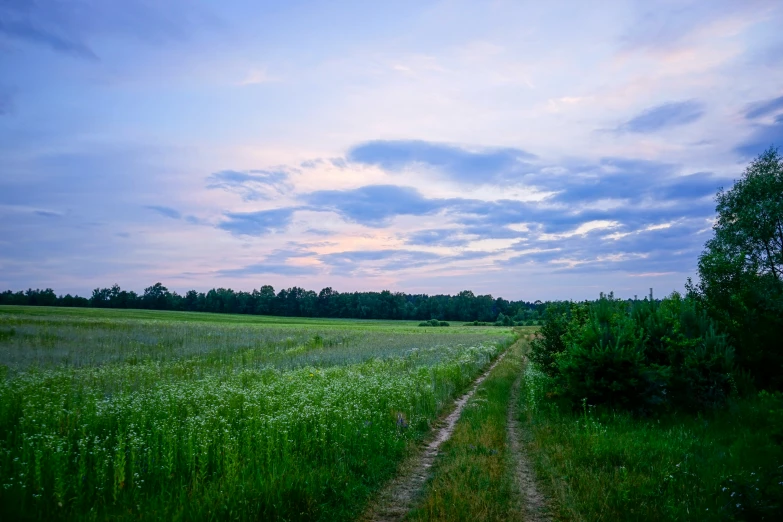 a path is going to the left of the po through a field