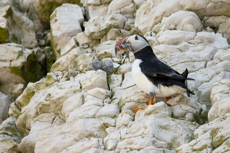 a bird on some rocks with its beak open