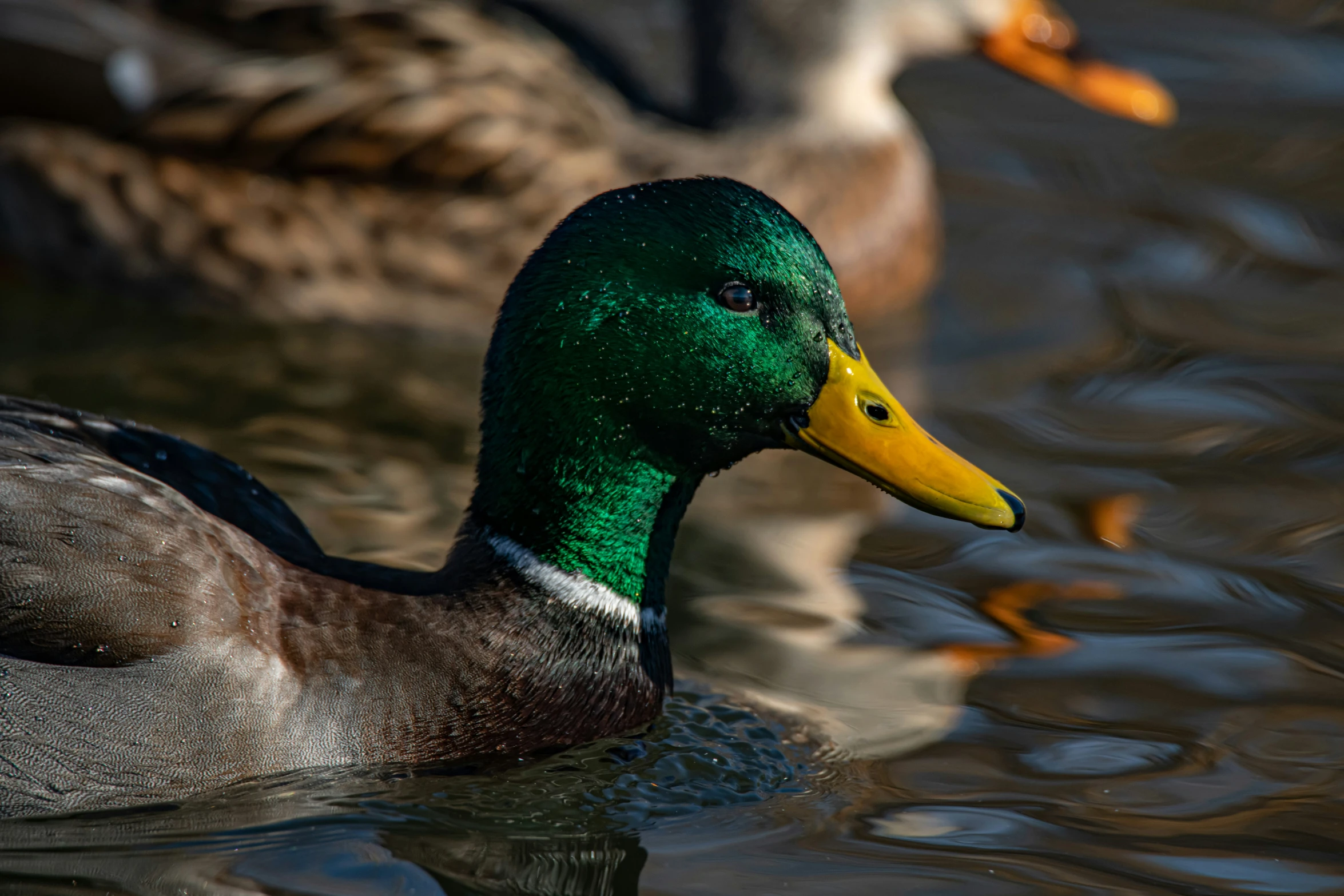 two ducks are swimming on the water together