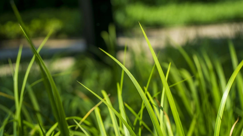 a close up of grass that is in the middle of the ground