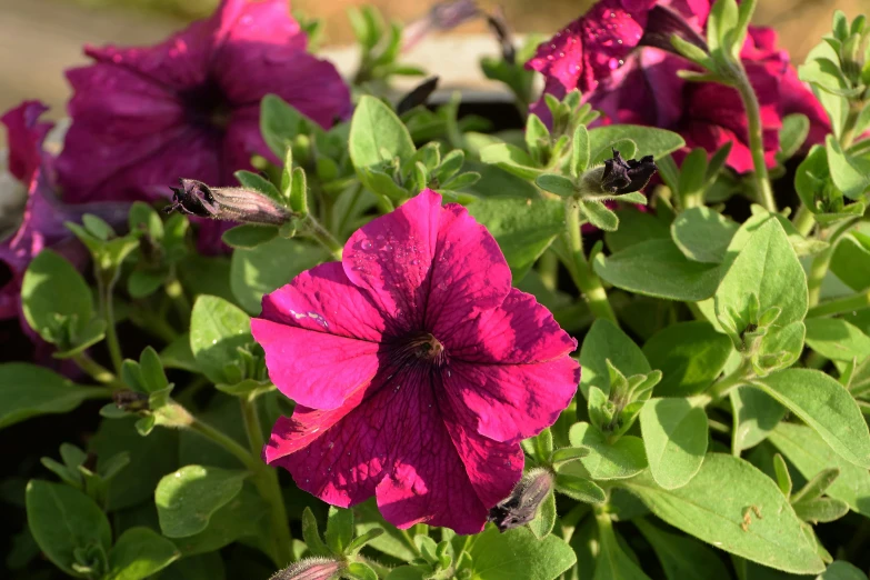 a close up of a purple flower with green leaves