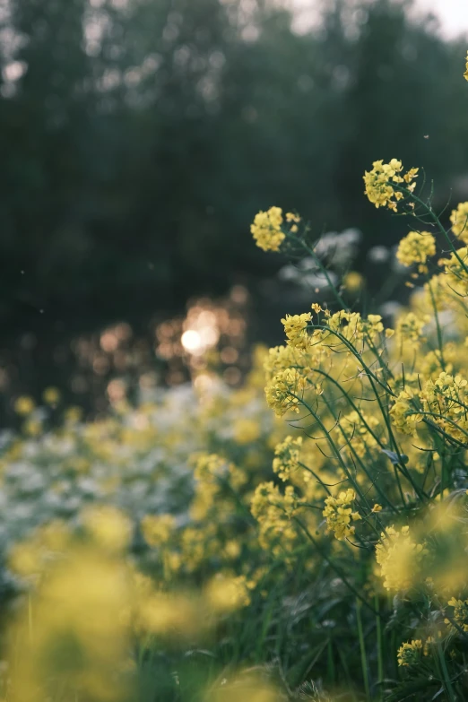 small yellow flowers grow in a large field