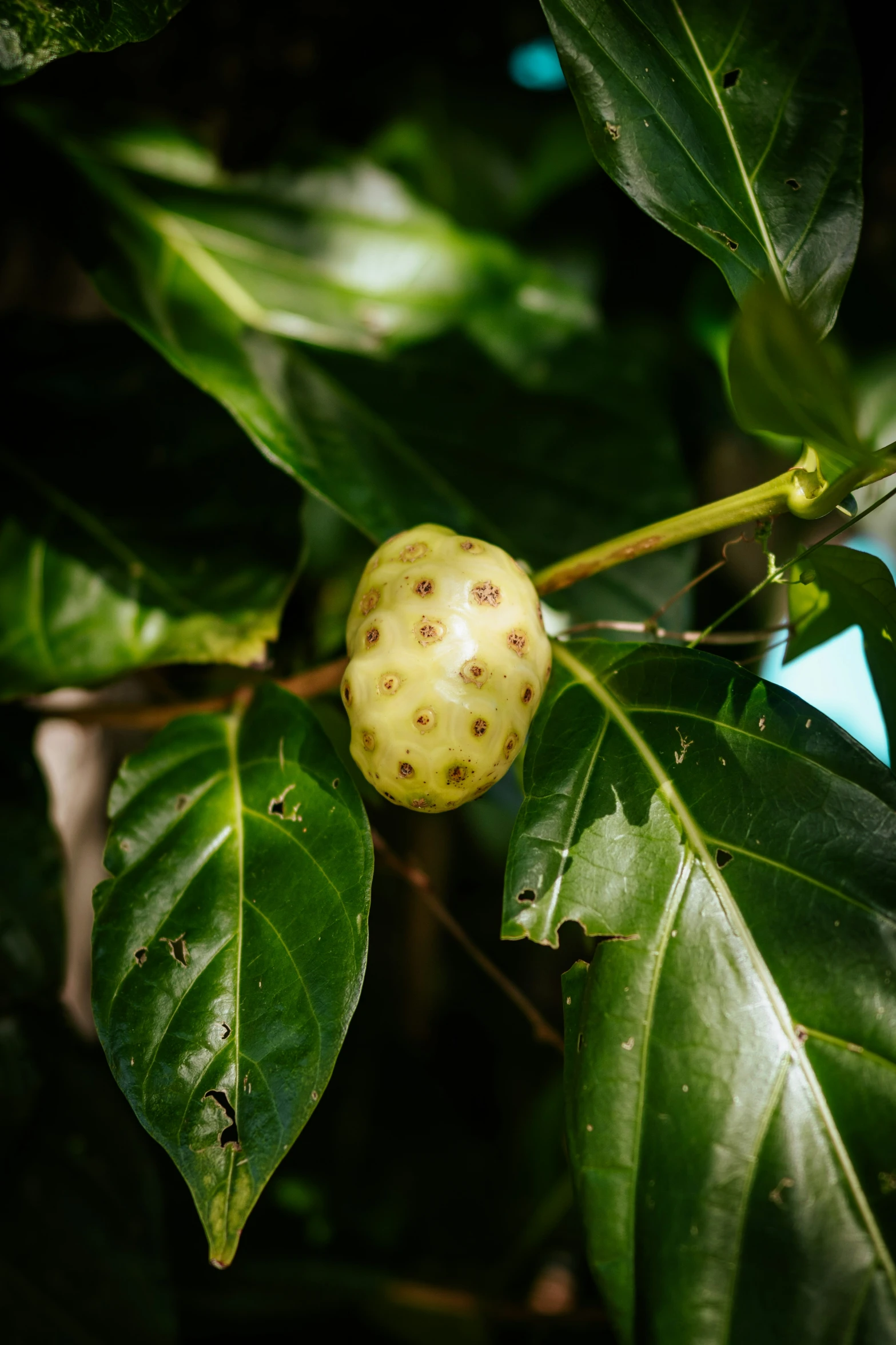 a close up view of a fruit on a tree