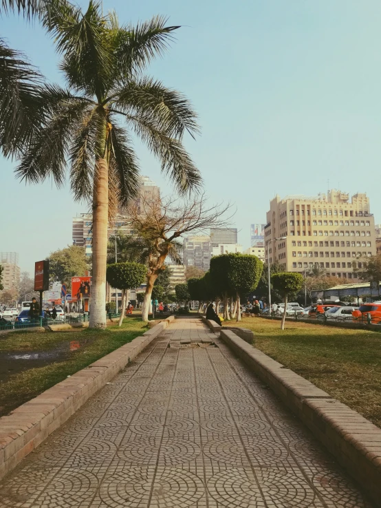 a palm tree sits on the edge of an empty street