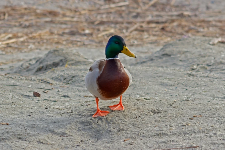 the small duck stands on the ground near it