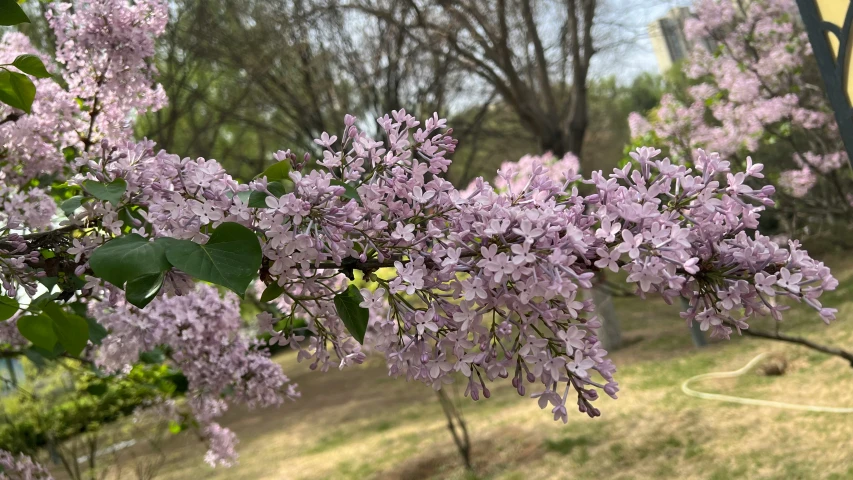 purple flowers growing on nches in a grassy field