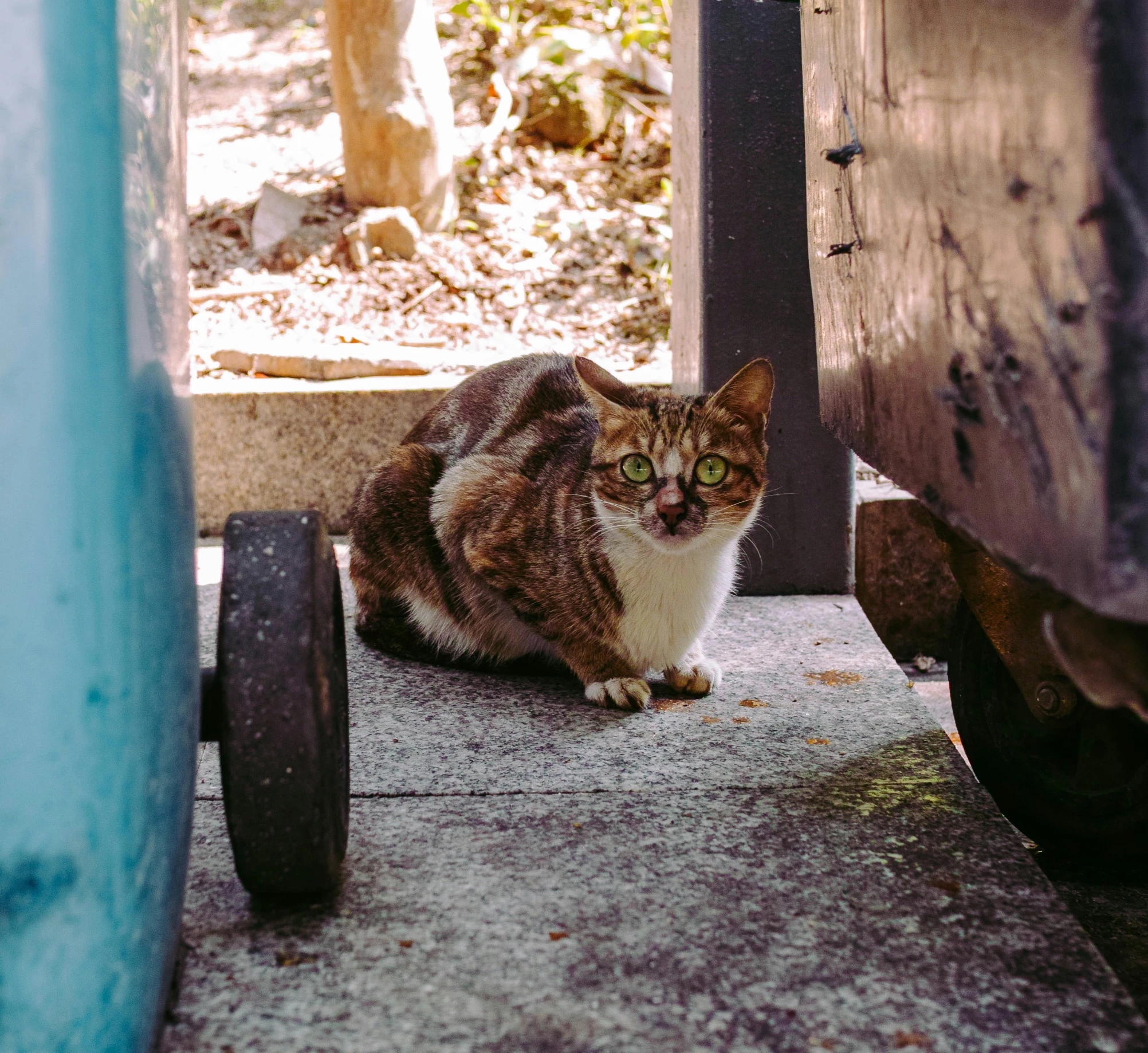 a small cat is sitting on the concrete outside