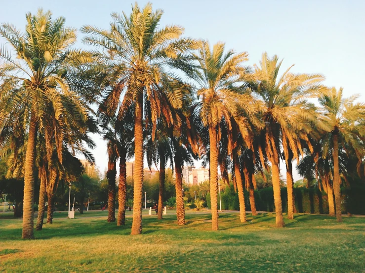 a group of palm trees on the ground