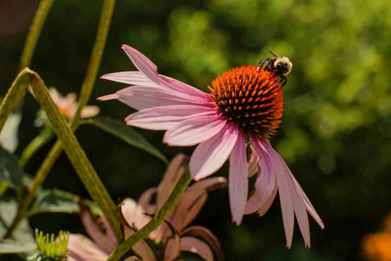 a bee sitting on the flower and looking at it