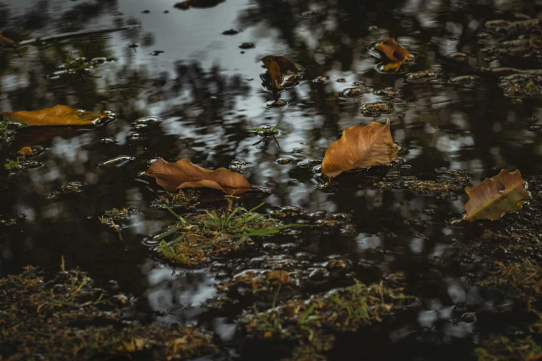 a bunch of leaves floating on top of water