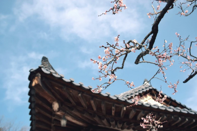 an oriental roof with a tree blooming in front