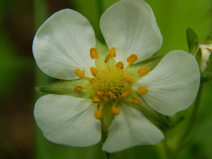 a small white flower with many green leaves