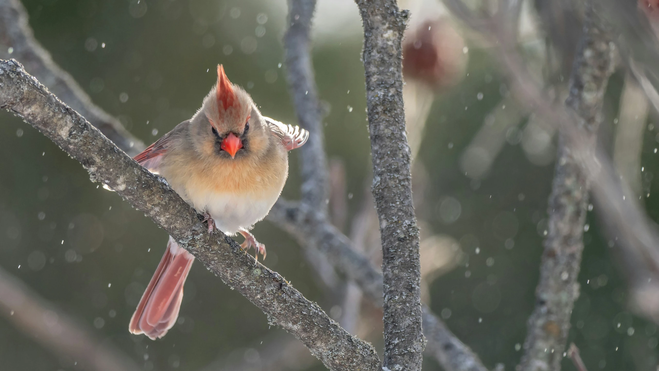 a bird sits on a nch in the rain