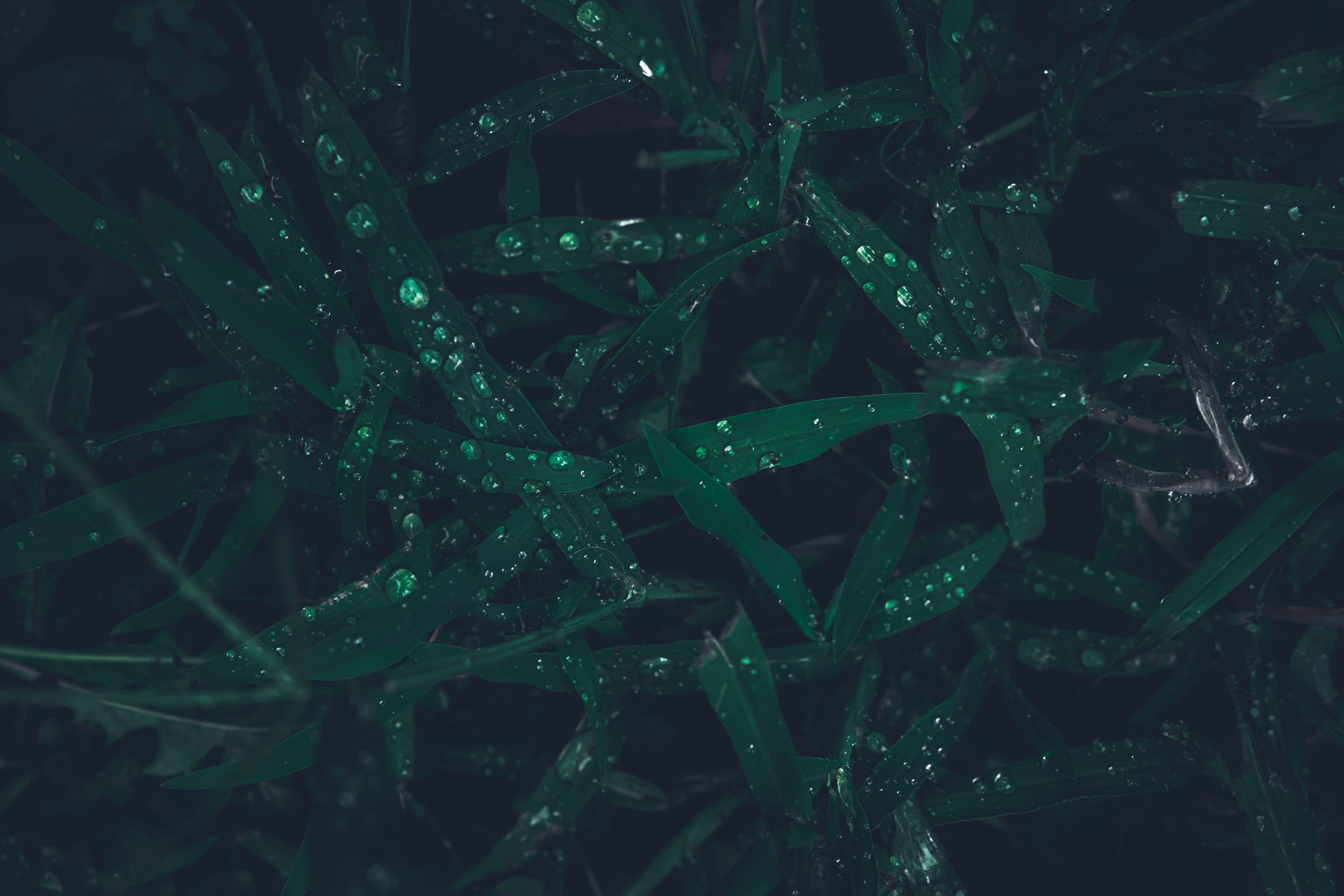 several green leaves with water droplets on them