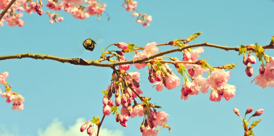 a bird sits on top of a cherry blossom tree