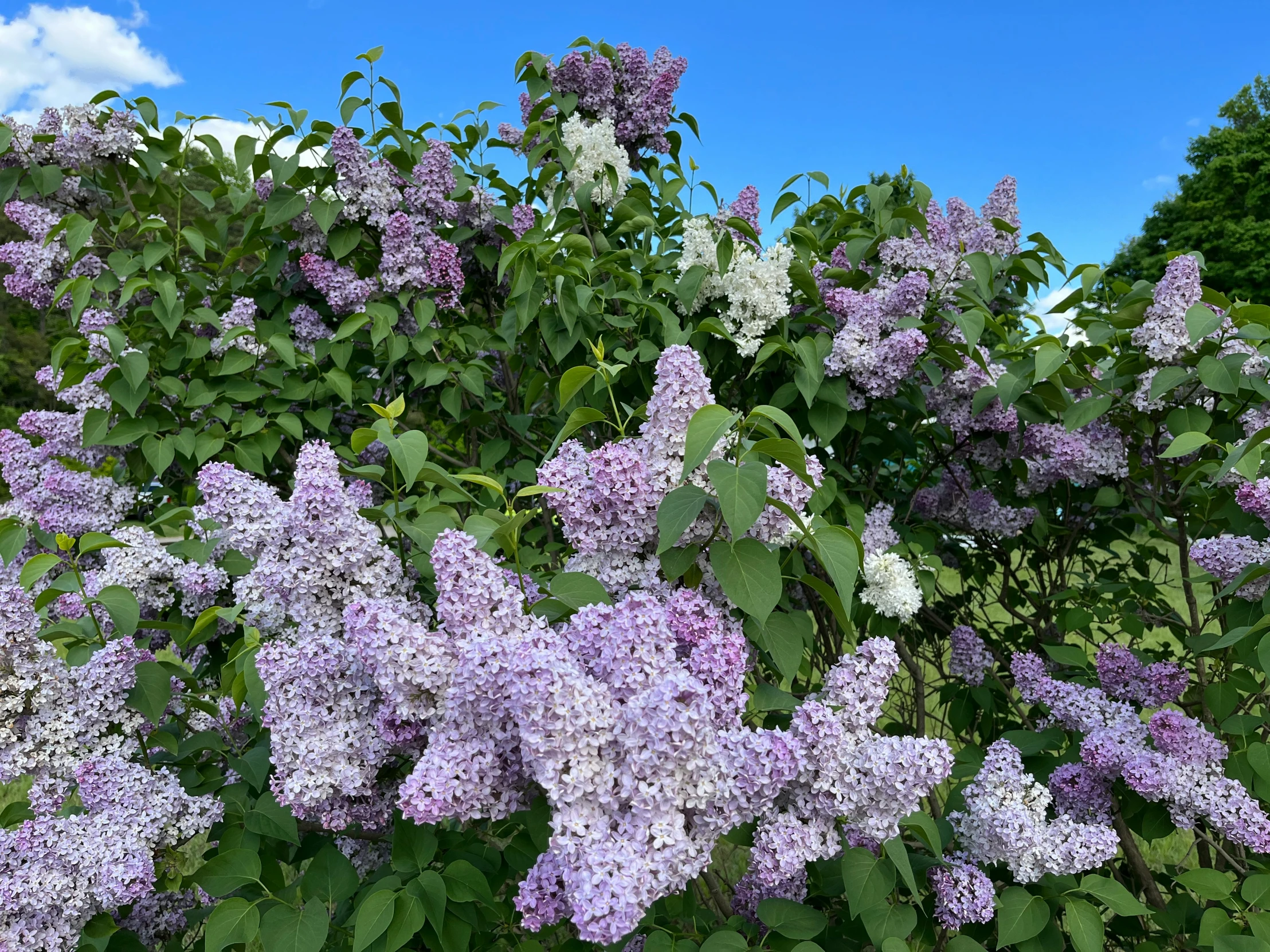 purple flowers are growing on the bushes in front of blue skies