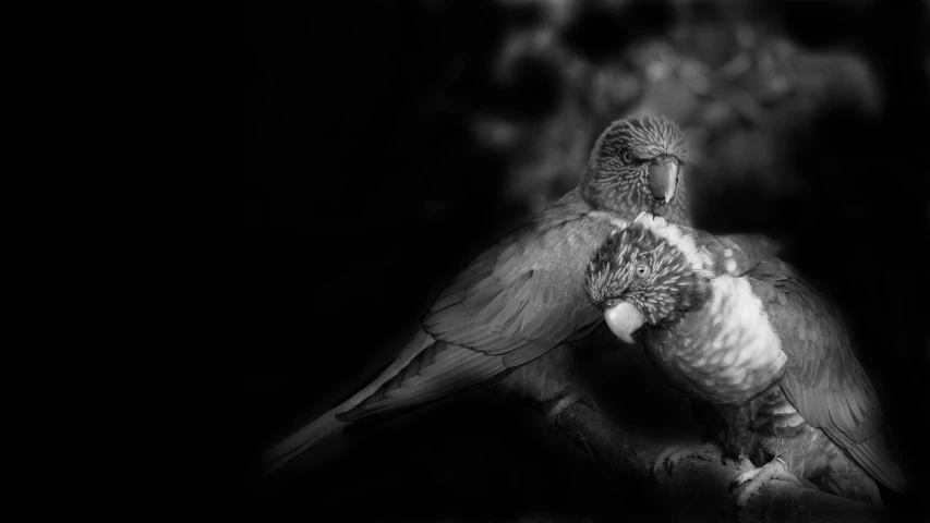 a large bird with large wings standing up against a dark background