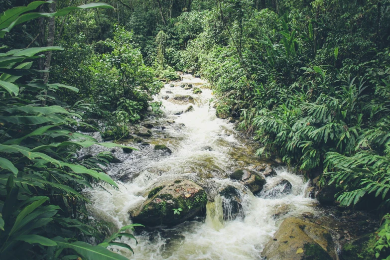a small stream of white water surrounded by plants and rocks