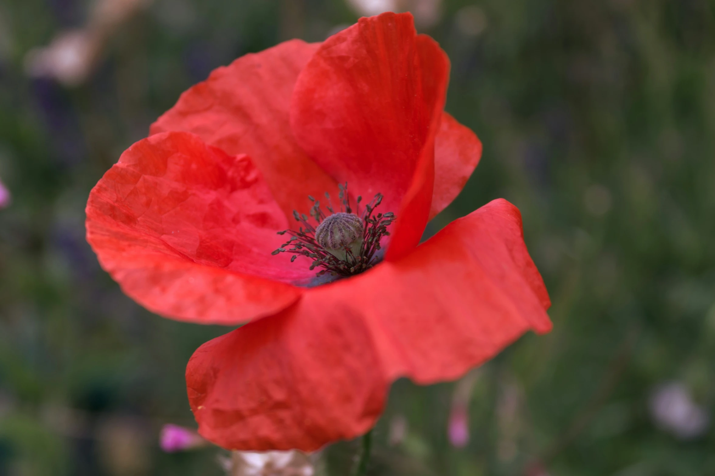 a bright red poppy is blooming on a green surface