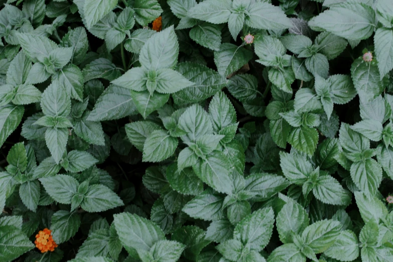 many leafy plants with little flowers in the corner