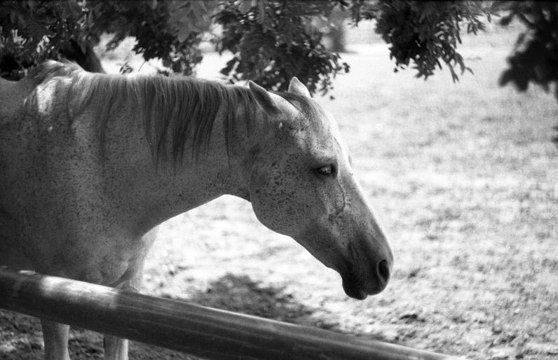 the horse is leaning on the fence near the tree