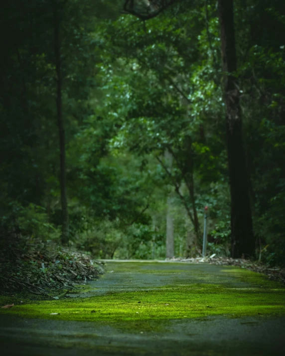 an empty path through the woods at night