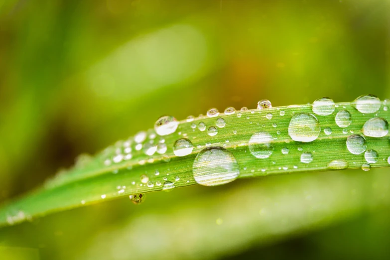 a green leaf has water droplets on it