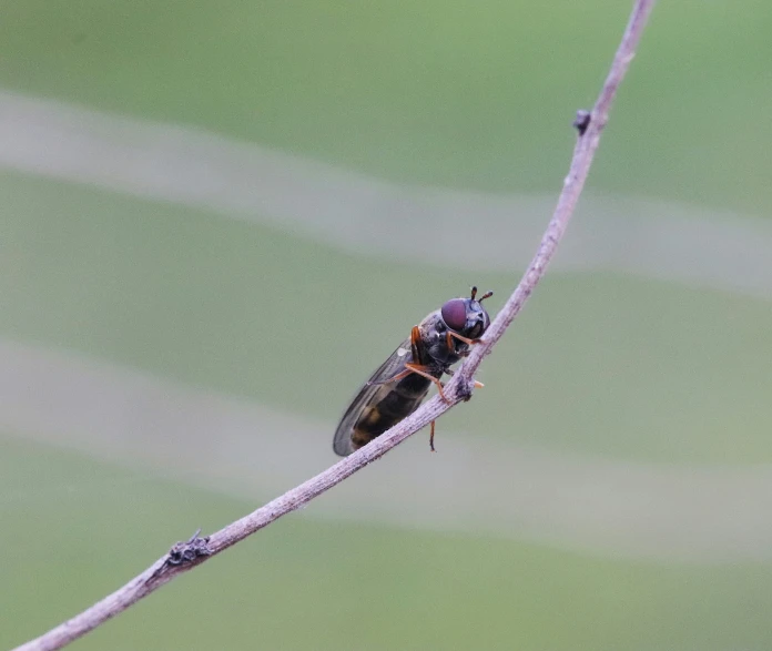 two bug like insects perched on top of a nch