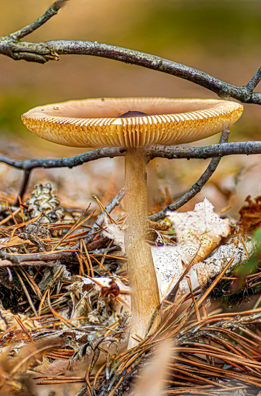 a mushroom grows on an old tree nch