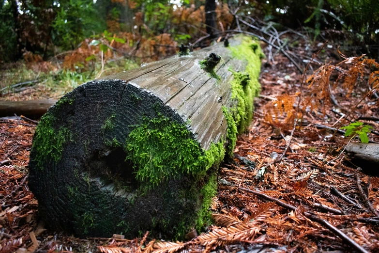 a wooden log with green moss sitting on the ground