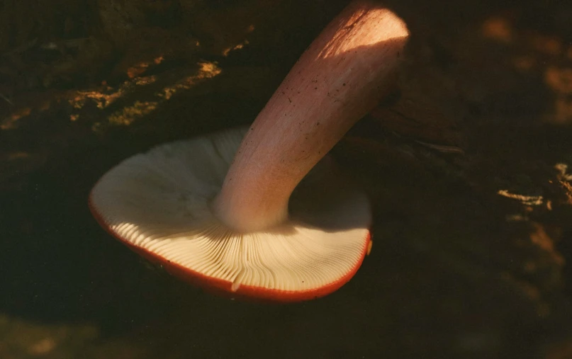 a red and white object that is on the ground