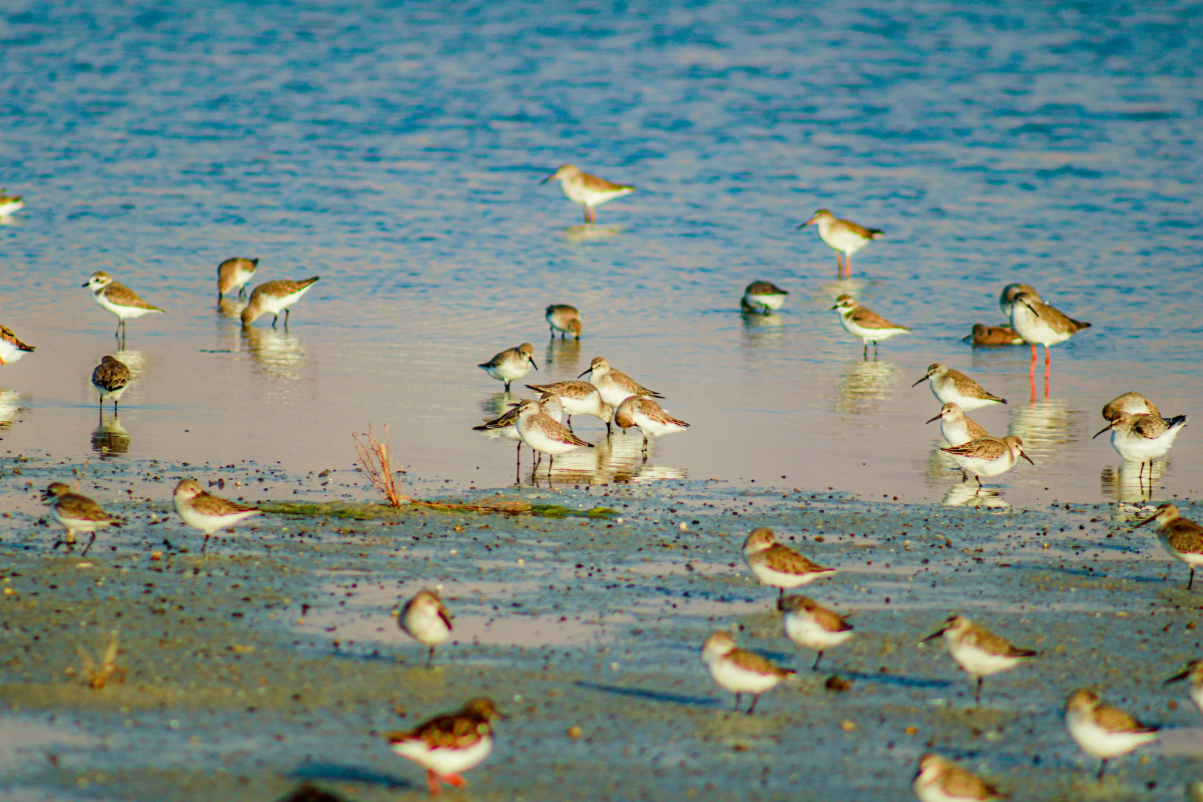 many different birds are standing in a shallow body of water