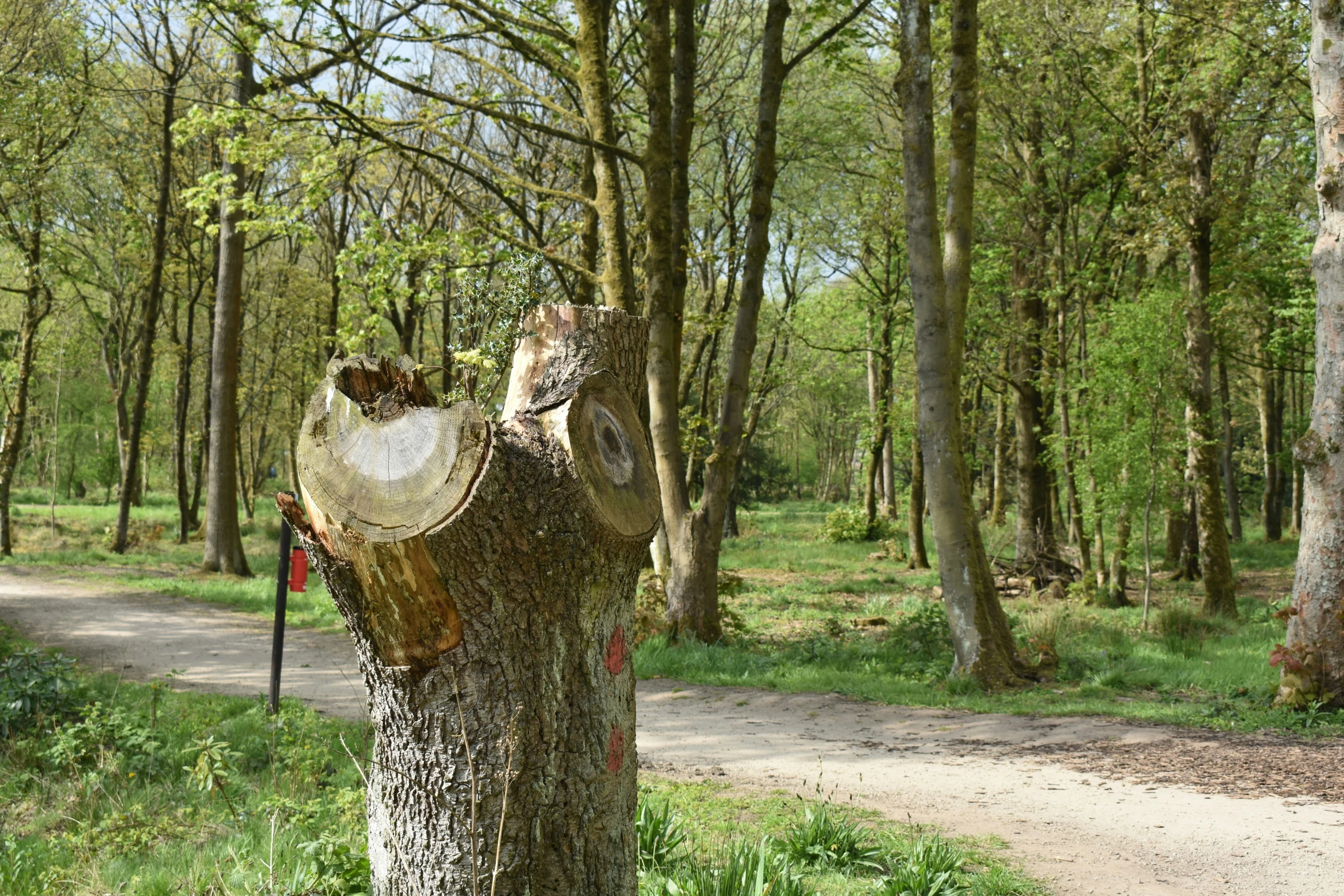 a tree is being cut down in the forest