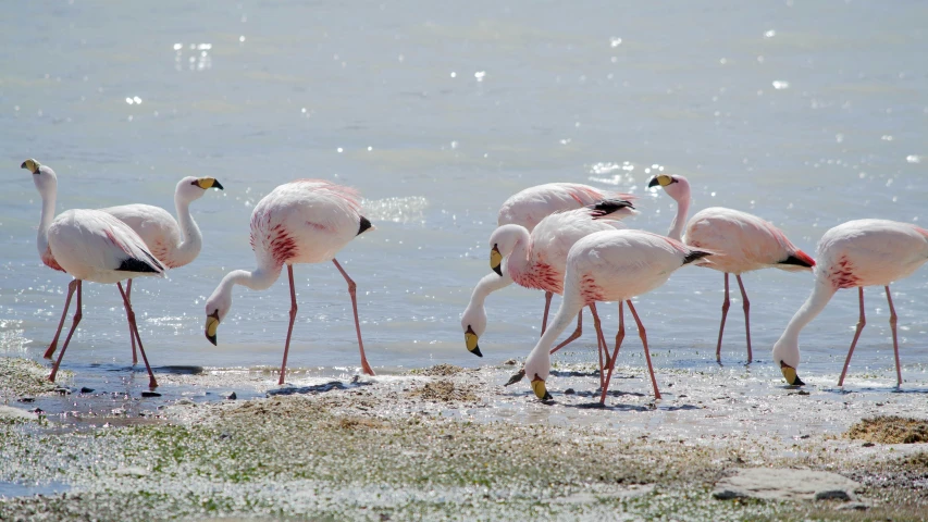 five flamingos stand near the water and are standing in sand