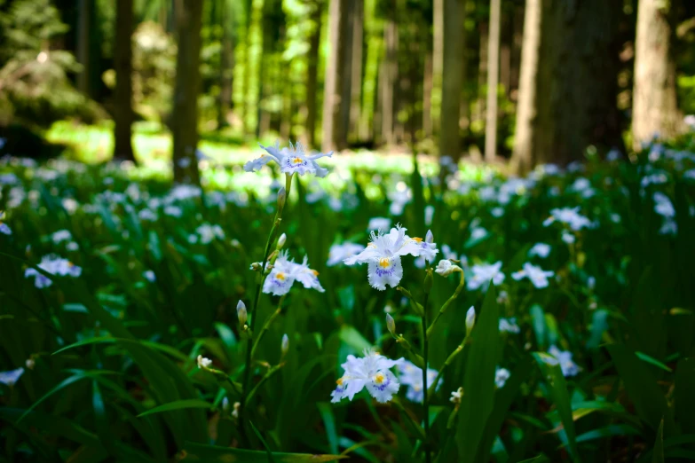 some pretty flowers in a grassy field