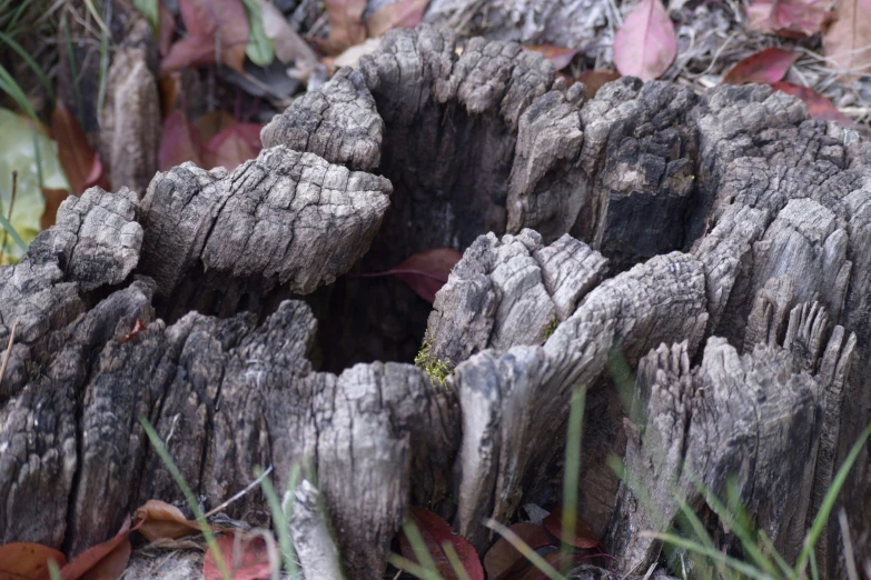 the texture of wood is growing out of the ground