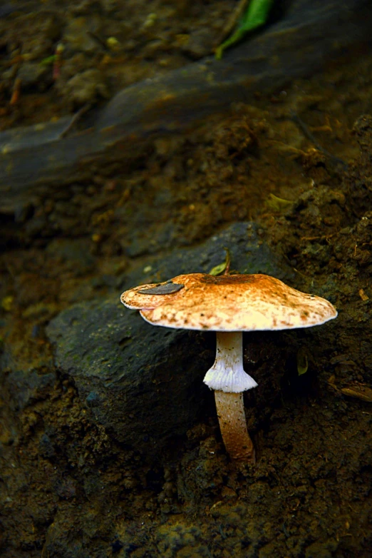 a mushroom is growing on a very dark ground