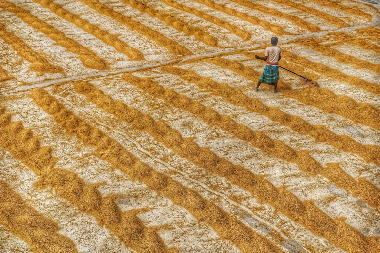 a person walking across an area covered with yellow grass