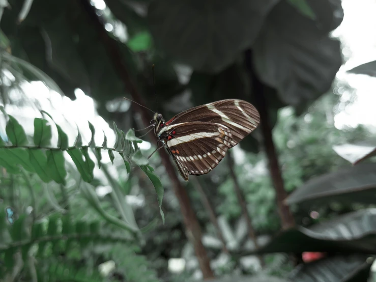 a erfly is resting on a nch in the woods
