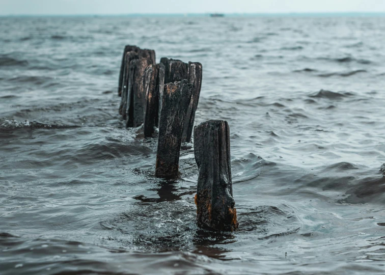 the wooden posts have been in the water for decades